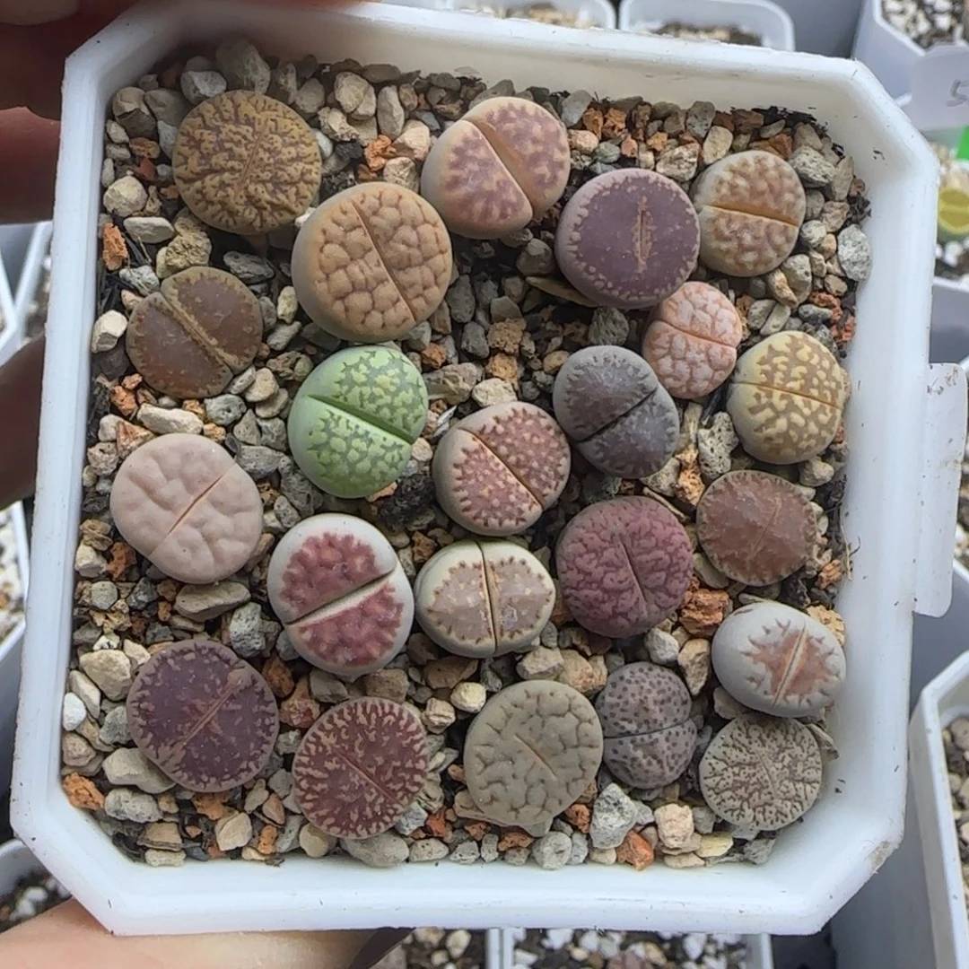 彩色混合大棚直播30包邮