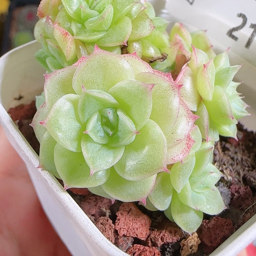 1027-21麦秆优选不包整