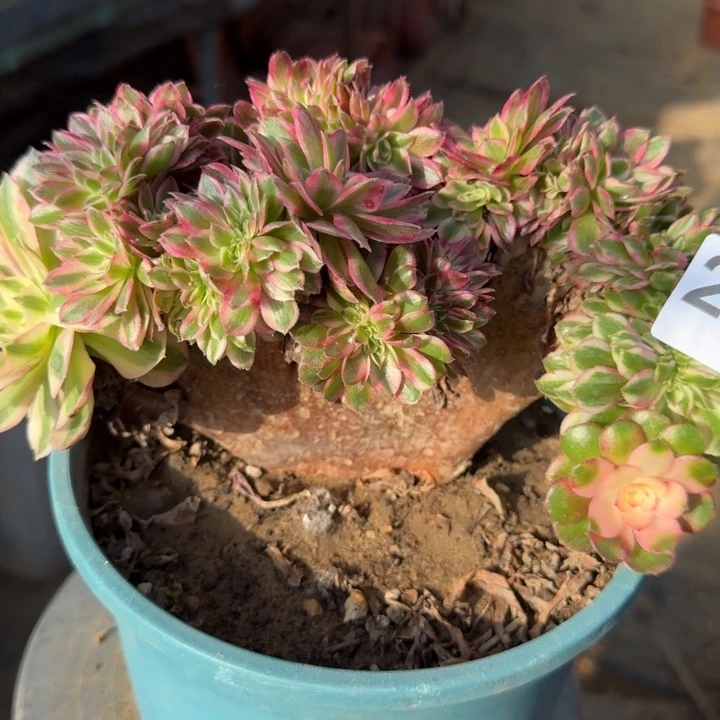 荔枝法师锦缀化240