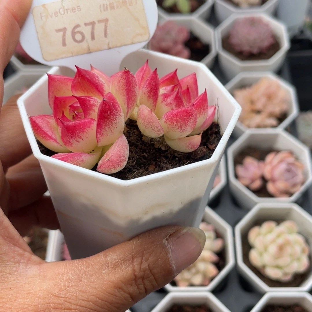 梦幻女王7677-6.0厘米