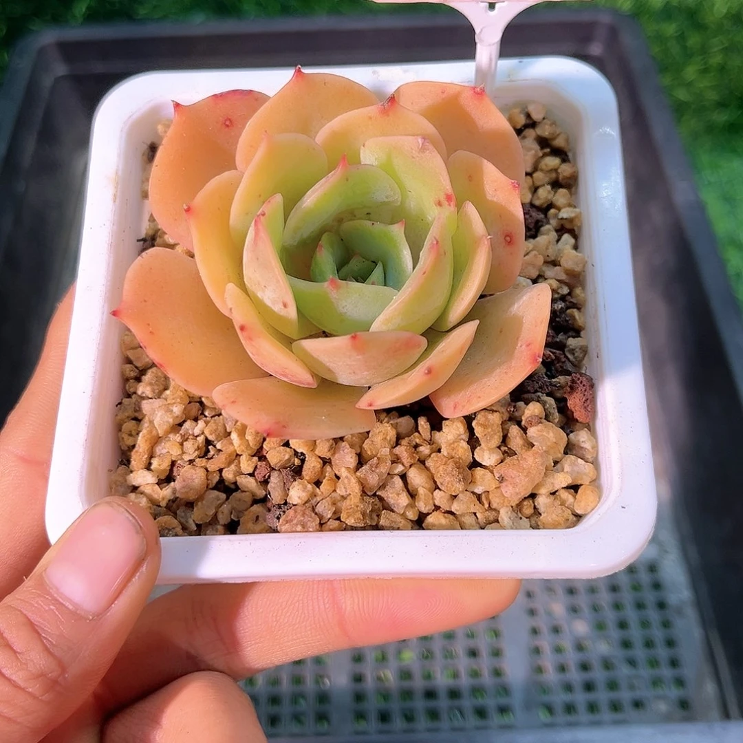 卉森精品多肉编号116