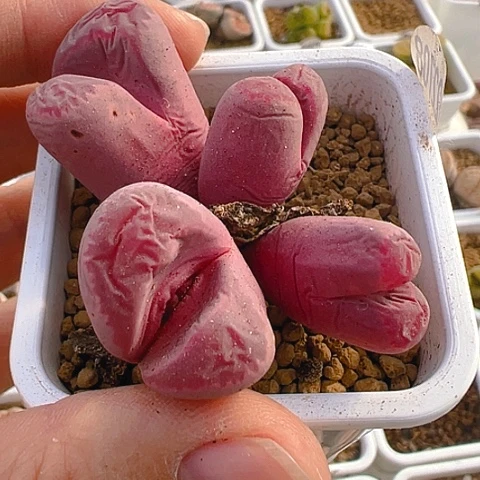 【闪购商品】22708