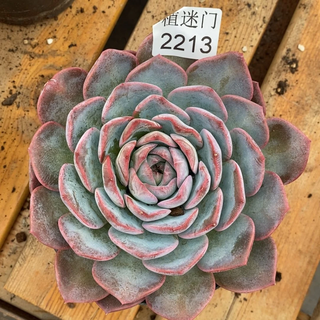 陌***开杂交精品多肉2213~13厘米