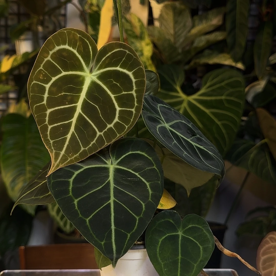 完全开放W187克莱恩