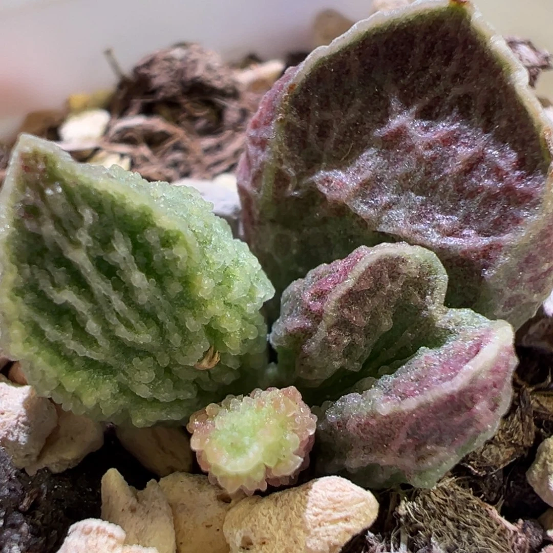 实生新品大苗多肉植物水泡