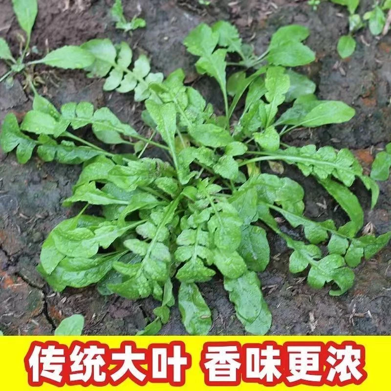 四季大叶芥菜种子野生荠荠菜籽大叶季莱野荠菜阳台盆蔬菜种子