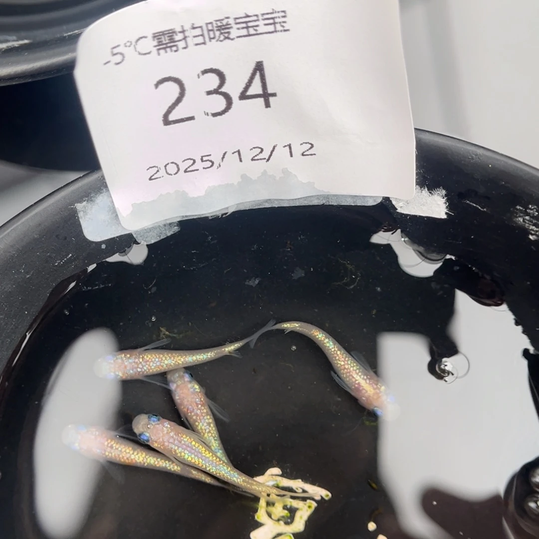 青鳉鱼234王华海王星五尾