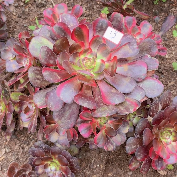 全部花朵曾**动013花蝴蝶不包断枝