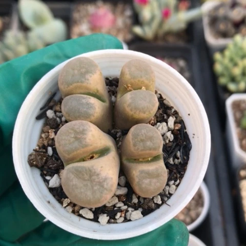 多肉肉锥 4头风铃