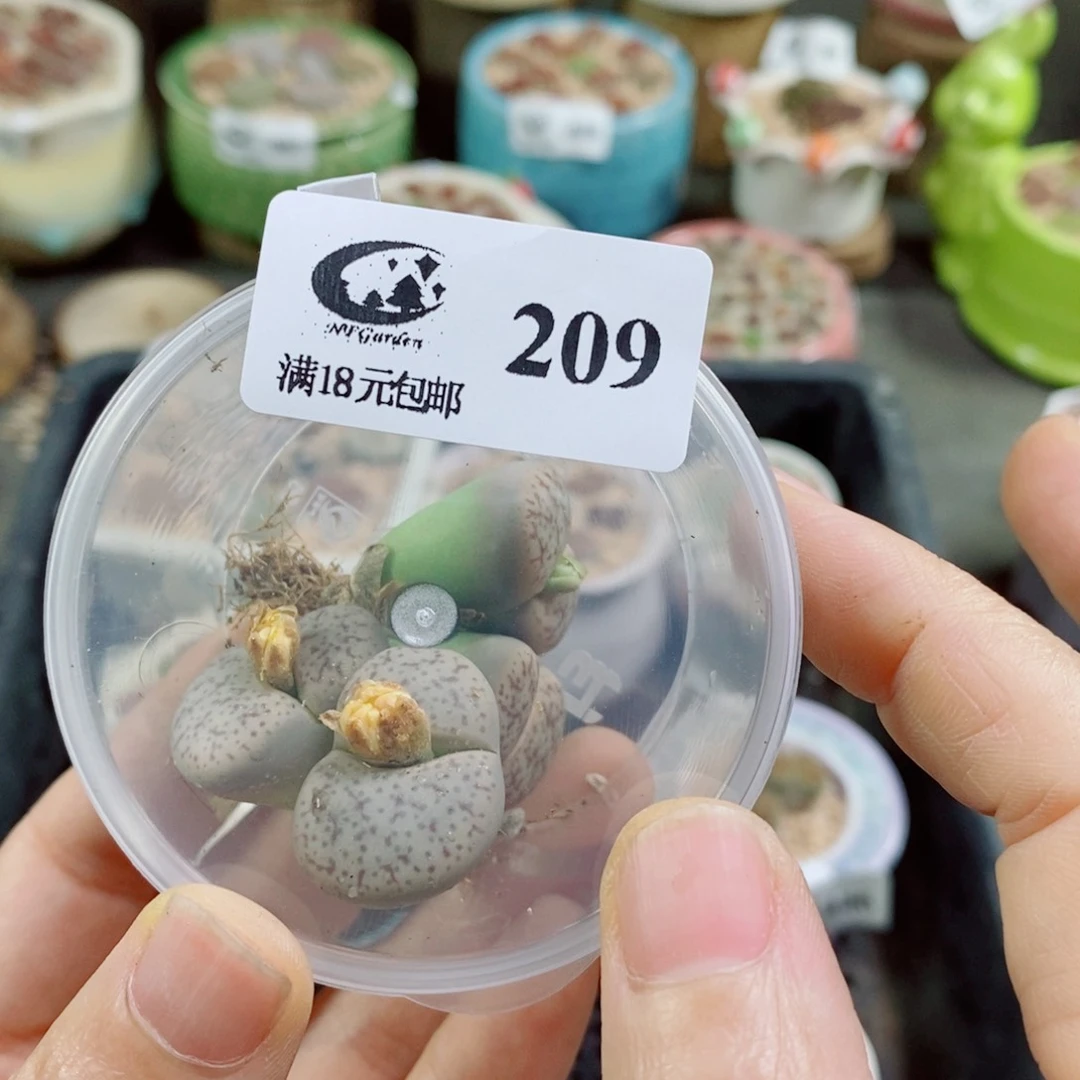 奶***ɞ其实哈哈哈哈哈哈哈209