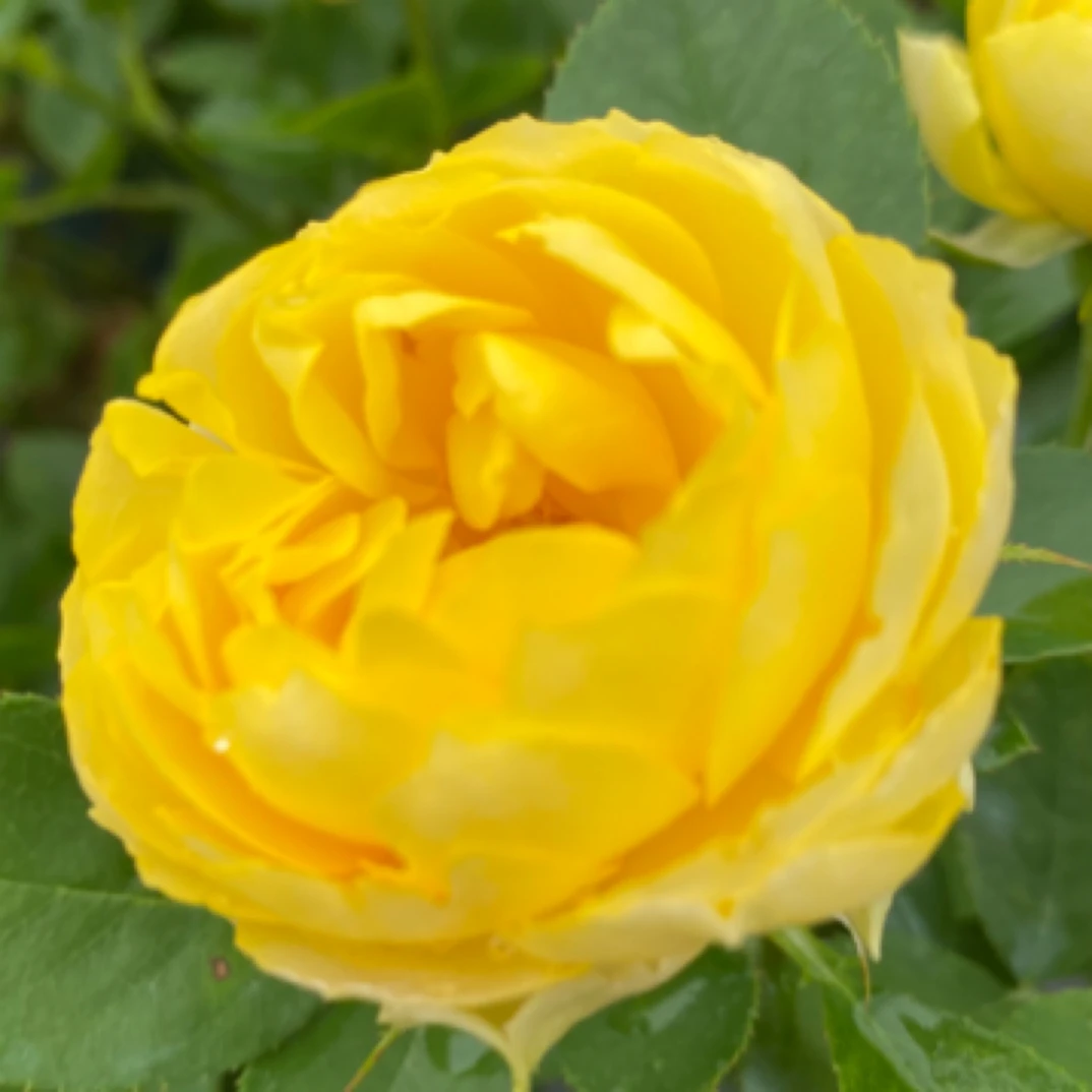 金丝雀月季花棒棒糖两加仑月季花