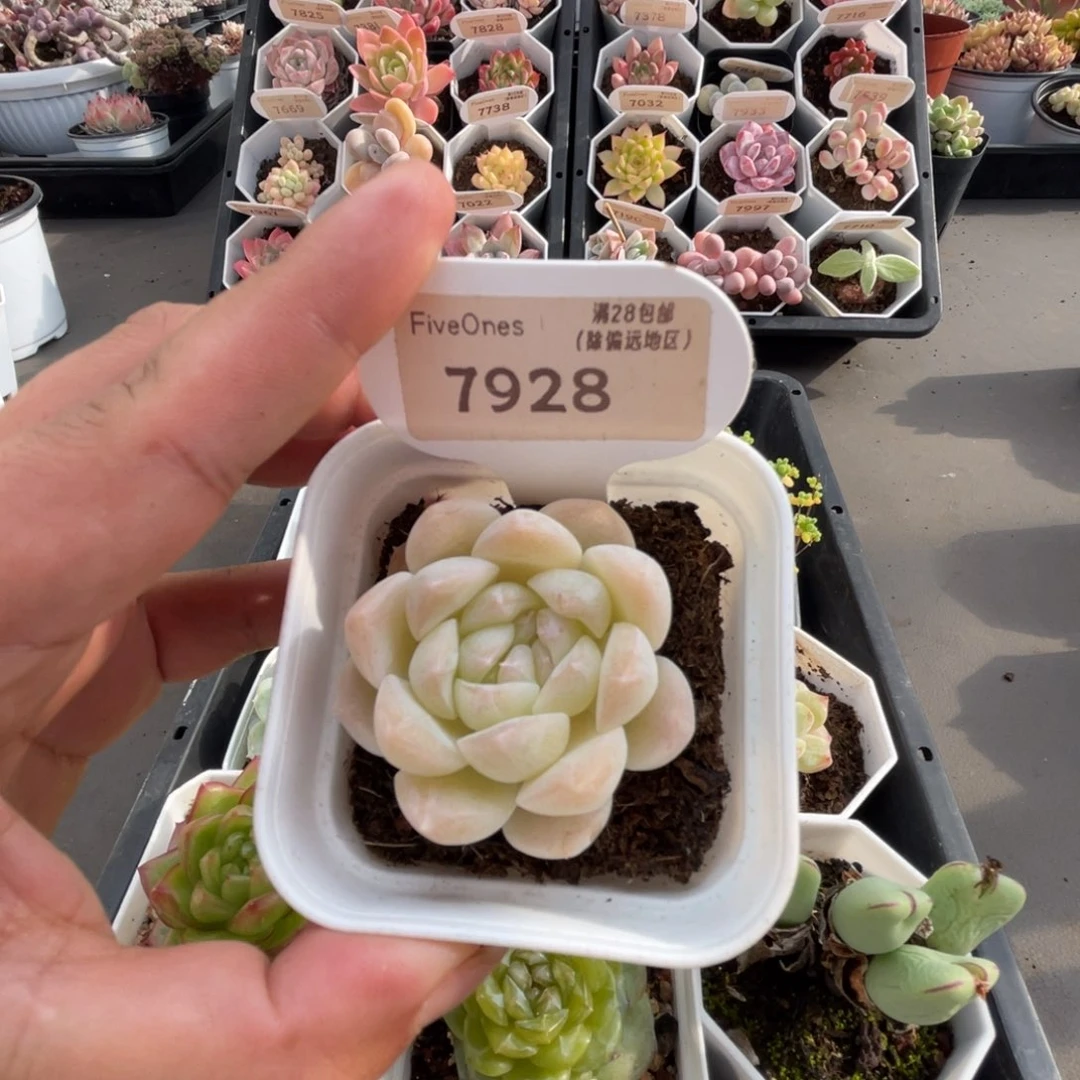 7928白桃汽水4.5厘米