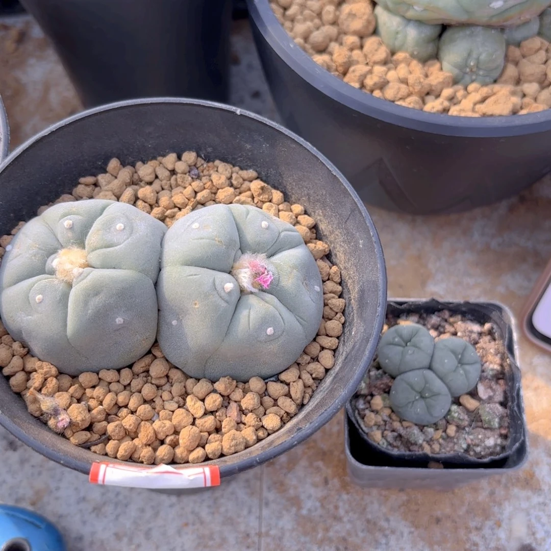 Gggggggg5双头G g g g g加三头