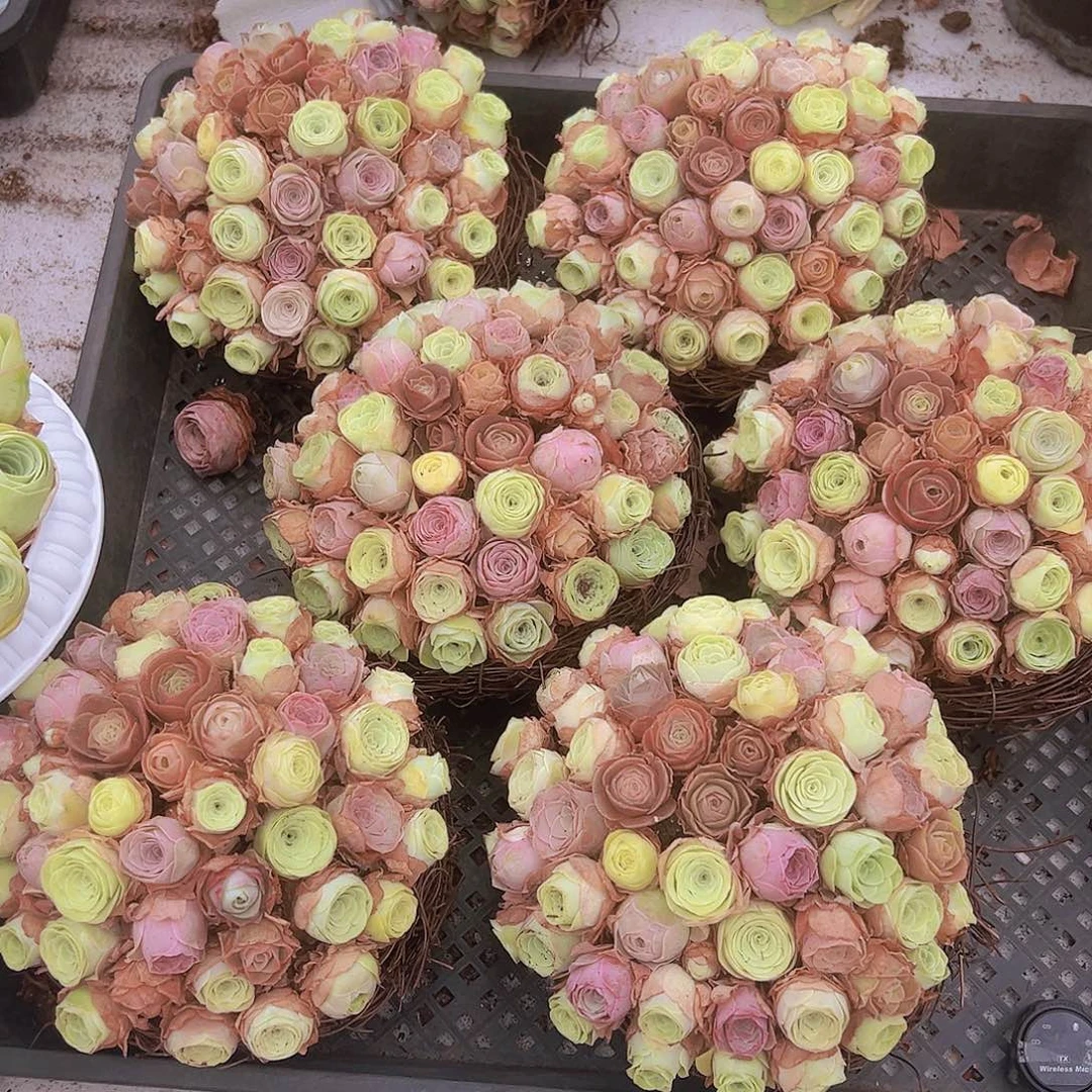 彩巢40颗起坐好发货