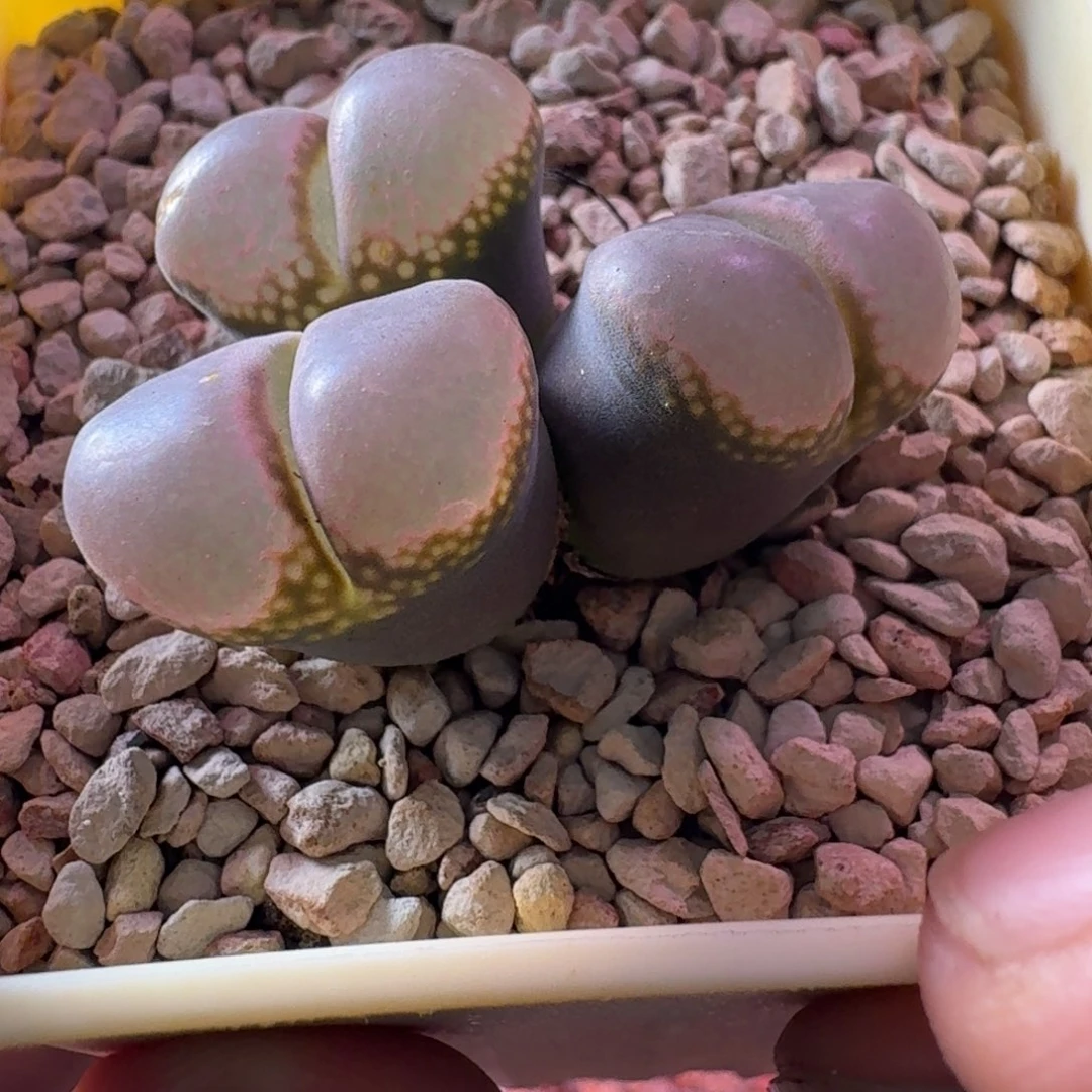 云缦精品番杏30.32