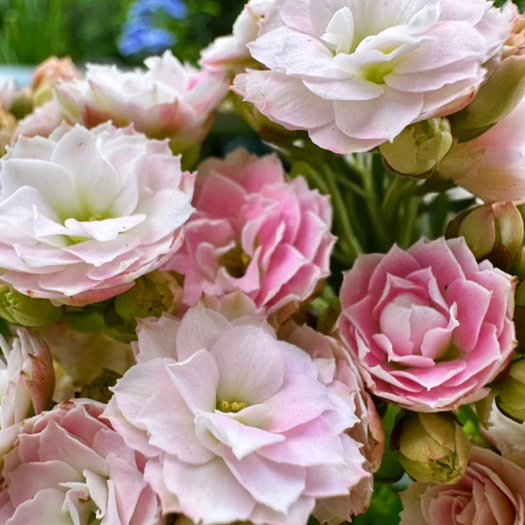 【索菲亚】110盆长寿花