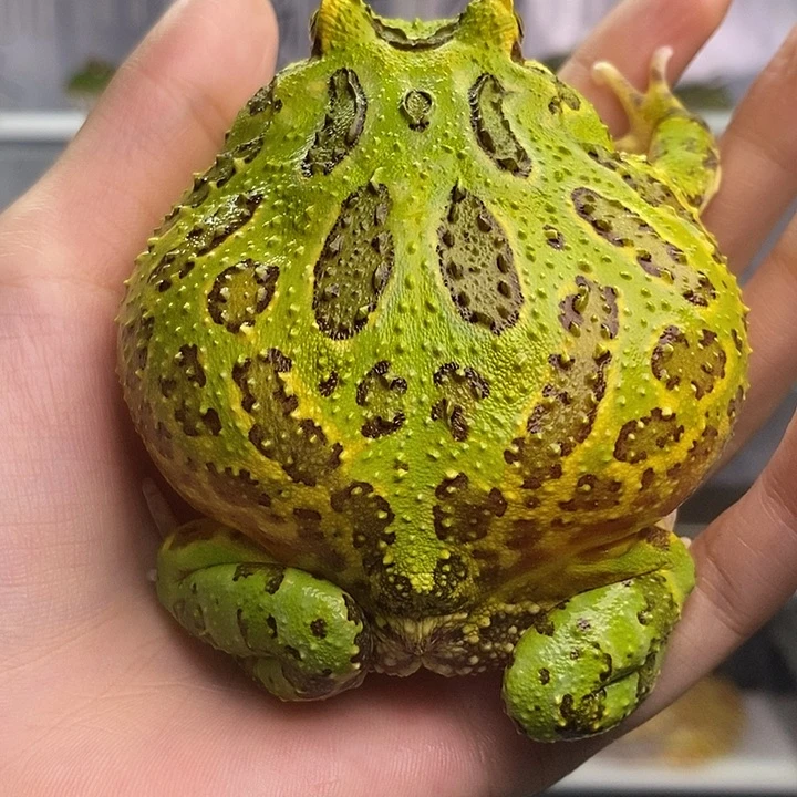 角蛙001好看大绿角