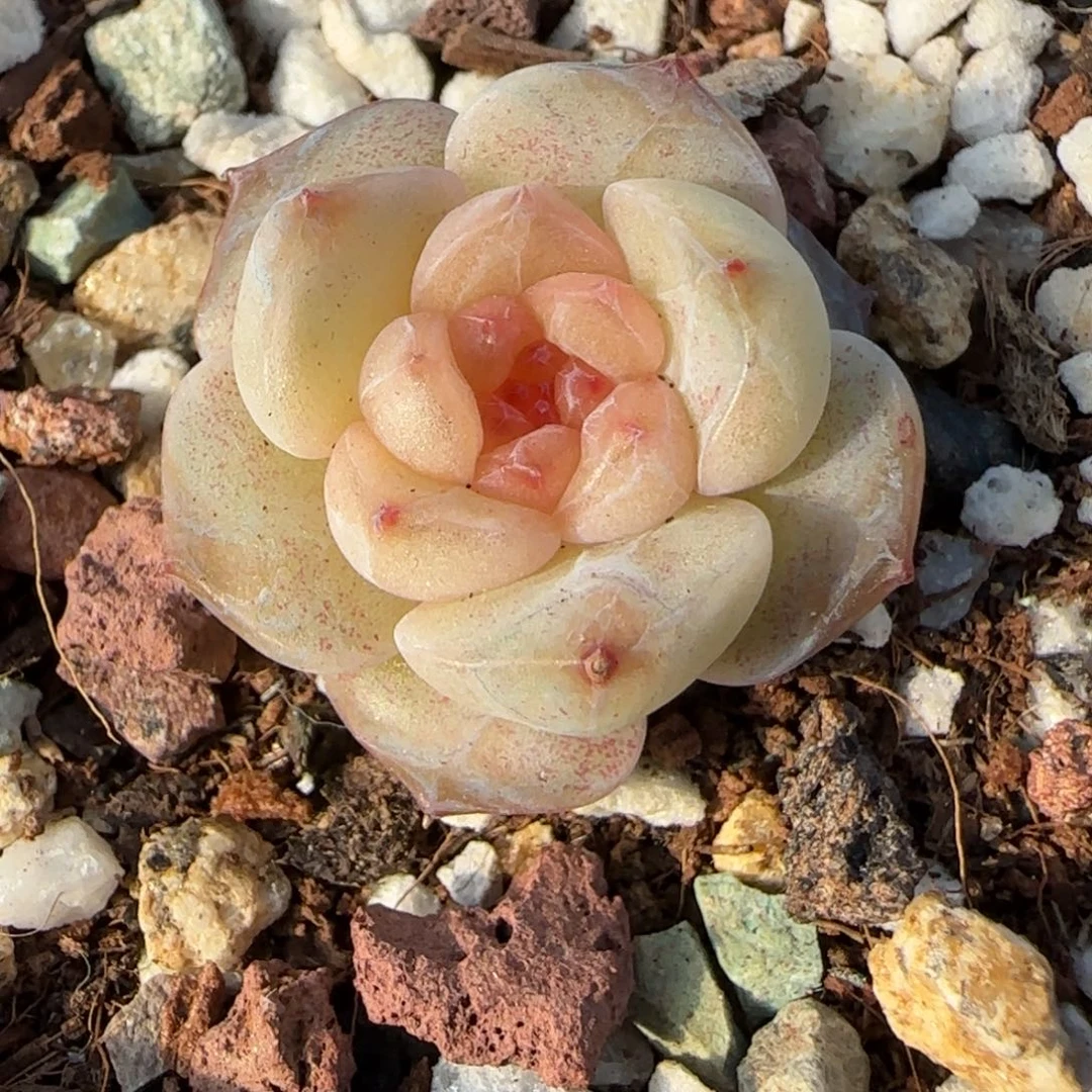 小卡拉米糖心一物一拍