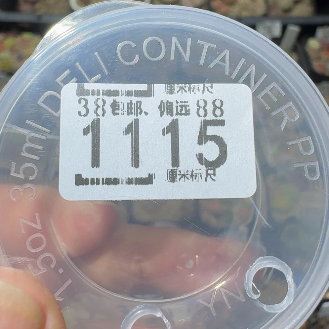 Ssss精品生石花1115补邮