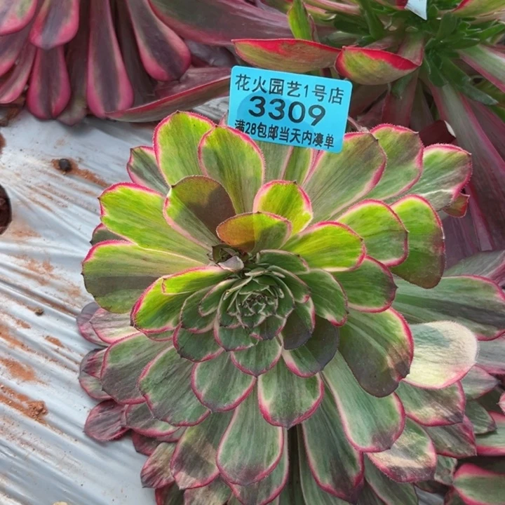 不知名3309多肉植物