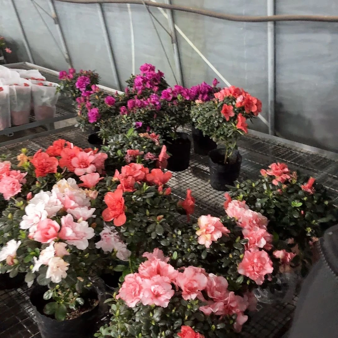 当前无花栽培后可以开花杜鹃花品种任意福利