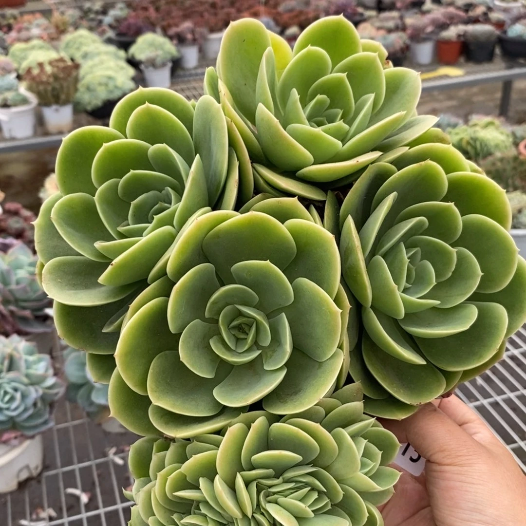 4915星纳塔缀化一物一拍
