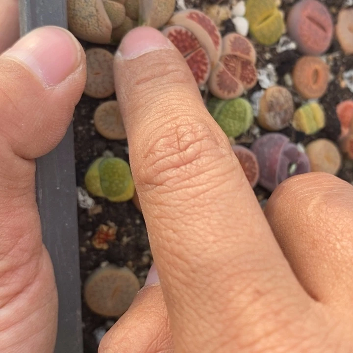 8****5659生石花小苗