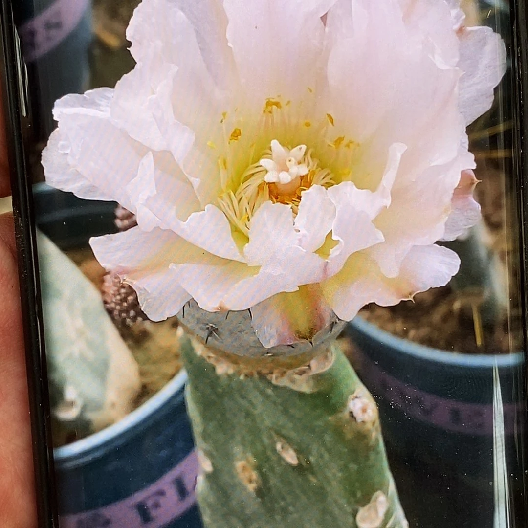 希之野侧芽歪20包邮/4公分