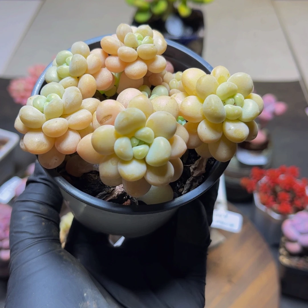 463大花球洛可可8厘米