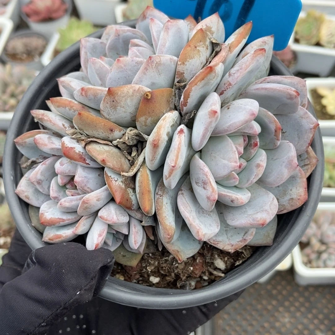 961橙子多肉植物多肉