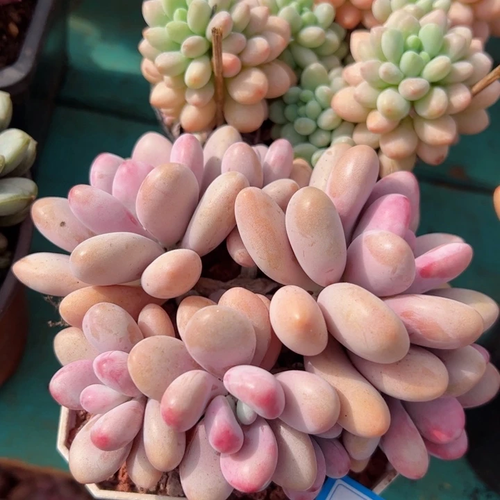 16桃蛋平平安安健健康康