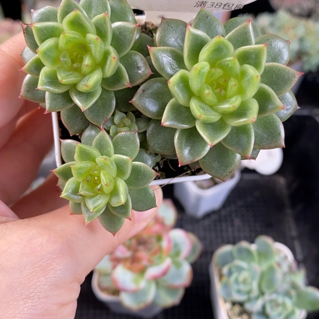 灯泡珍妮三头群一颗83号