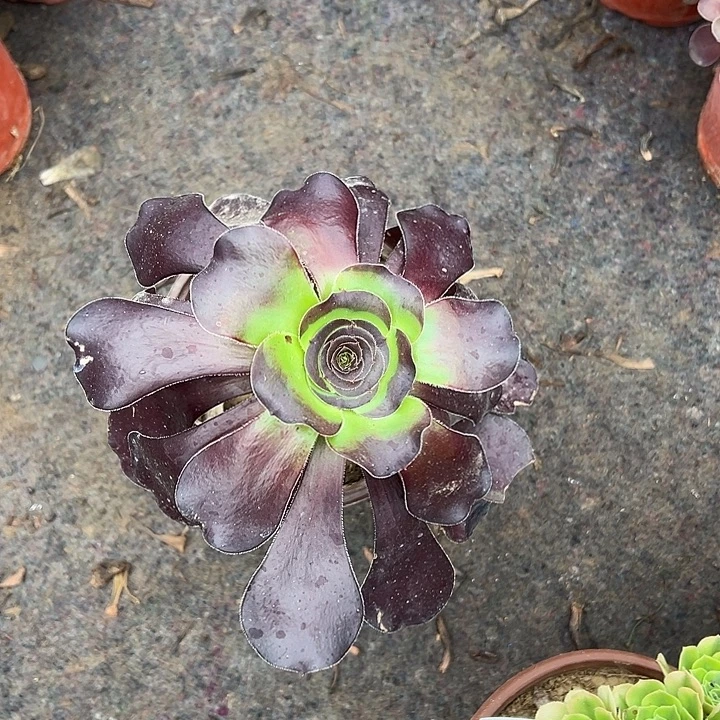 五***姐法师多肉植物组合