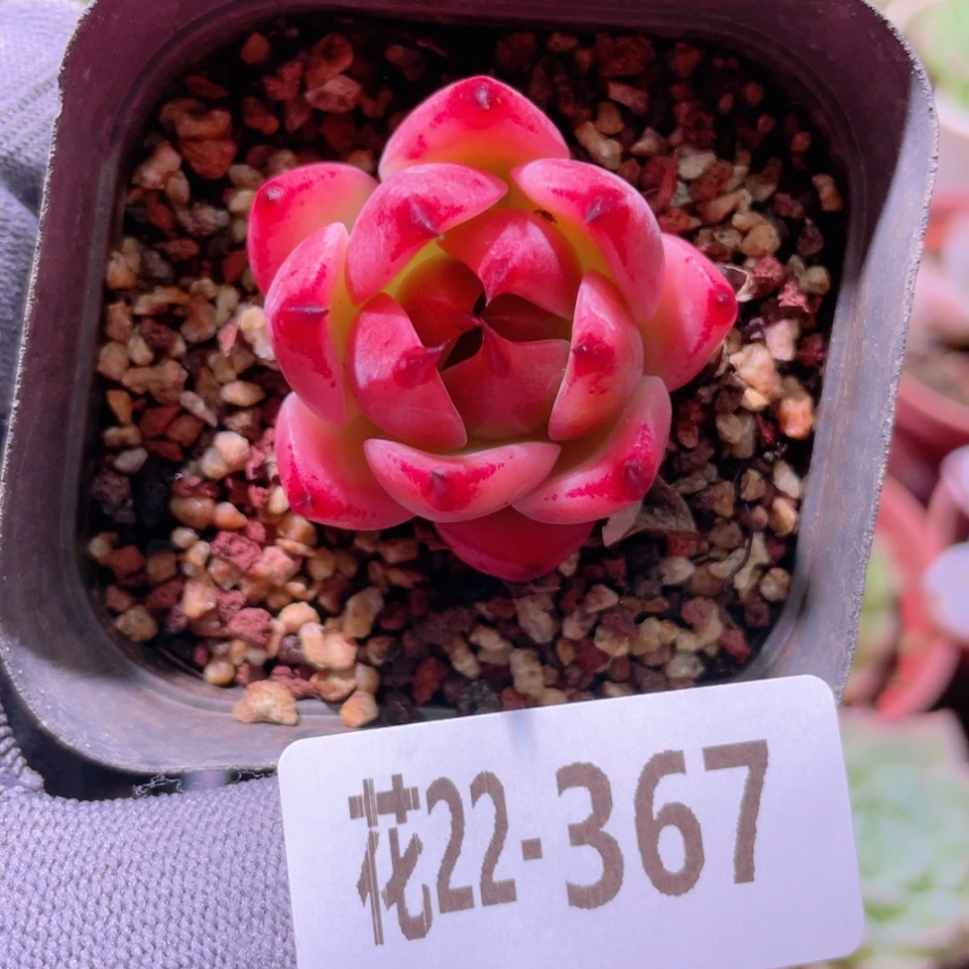 花利美22-376蓝龙