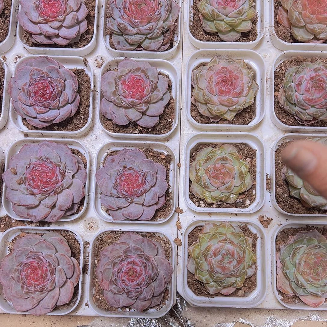 6.5厘米盆冰魄组合一粉一绿2盆