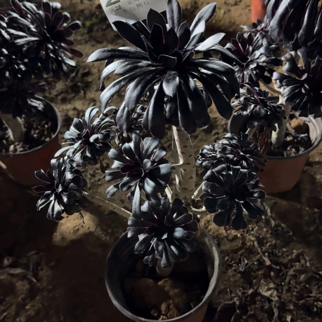 284号魔法师清棚不包损
