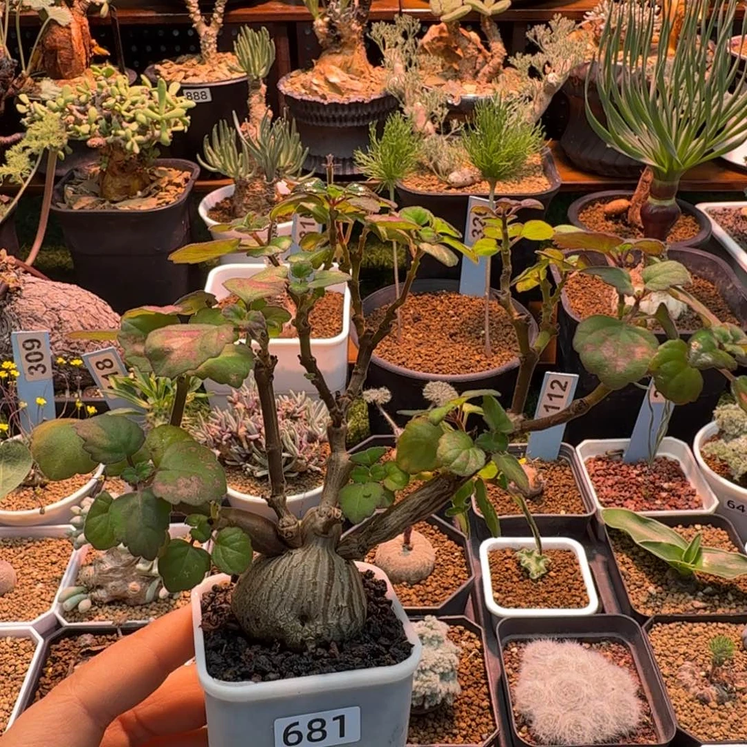 实生爱氏延命草681 仙人球