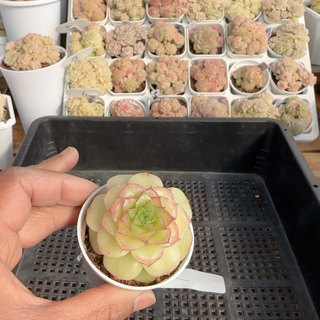 【闪购商品】0213-205优选麦杆