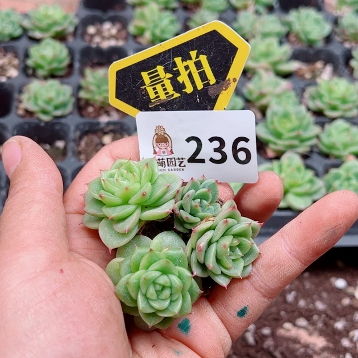 多肉植物多肉植物