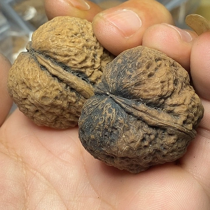 把件文玩核桃云南铁核桃60