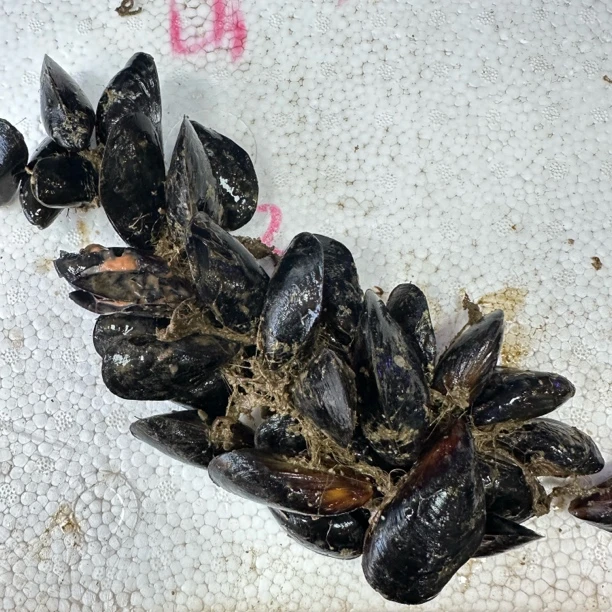 【深蓝甄选】应季胶东小海虹，肥肥满满，味道鲜甜， 四斤 2000 克