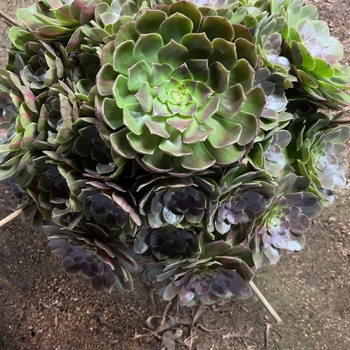 幸***人多肉植物抹茶锦……