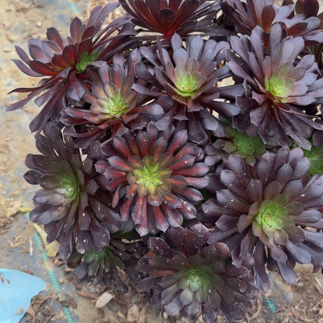 796多肉植物捧花的时候