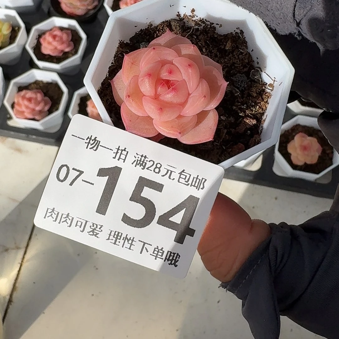 水果糖无盆土发货无盆