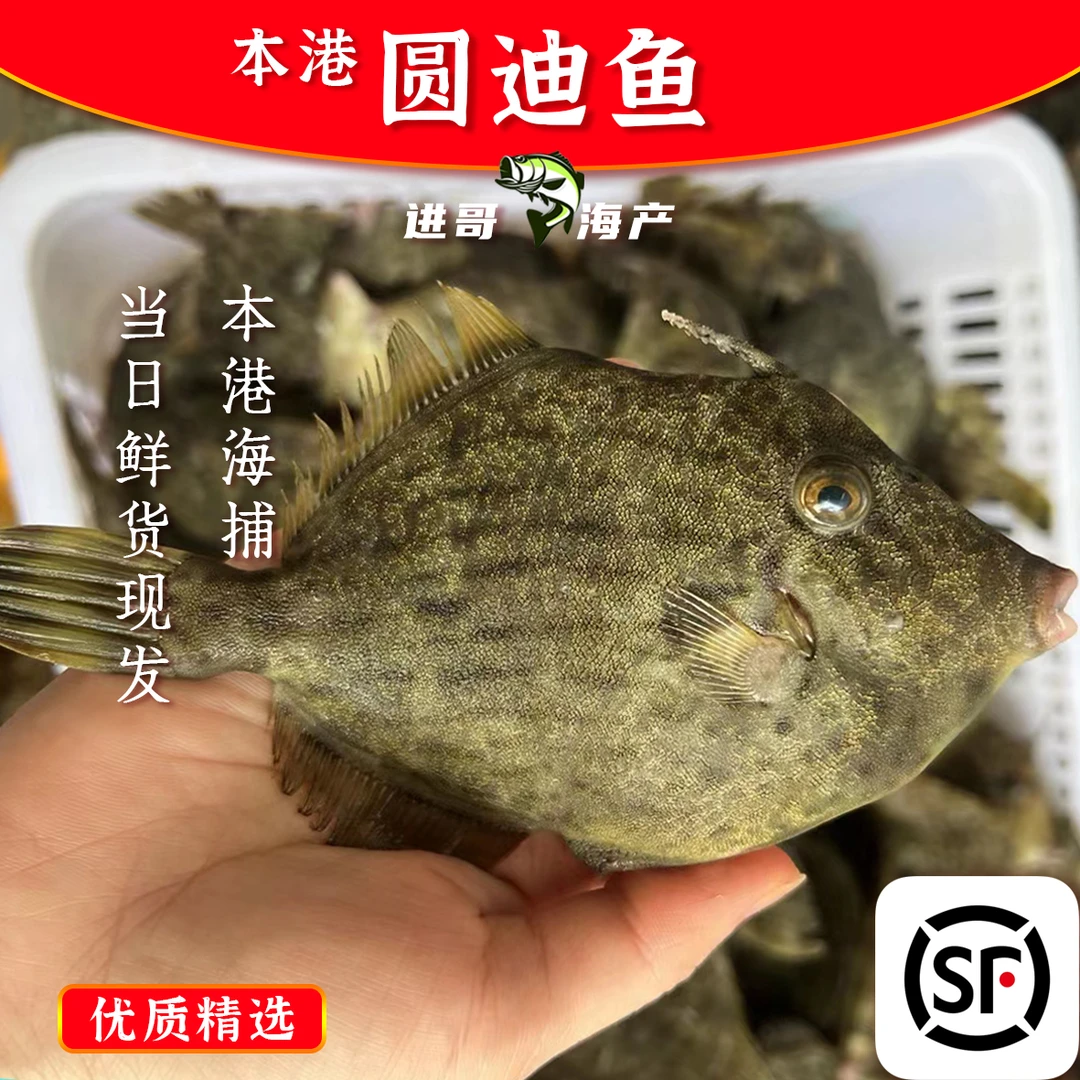 正圆迪/剥皮鱼新鲜帮杀处理比螃蟹好吃 广东惠来顺丰包邮冷链保鲜
