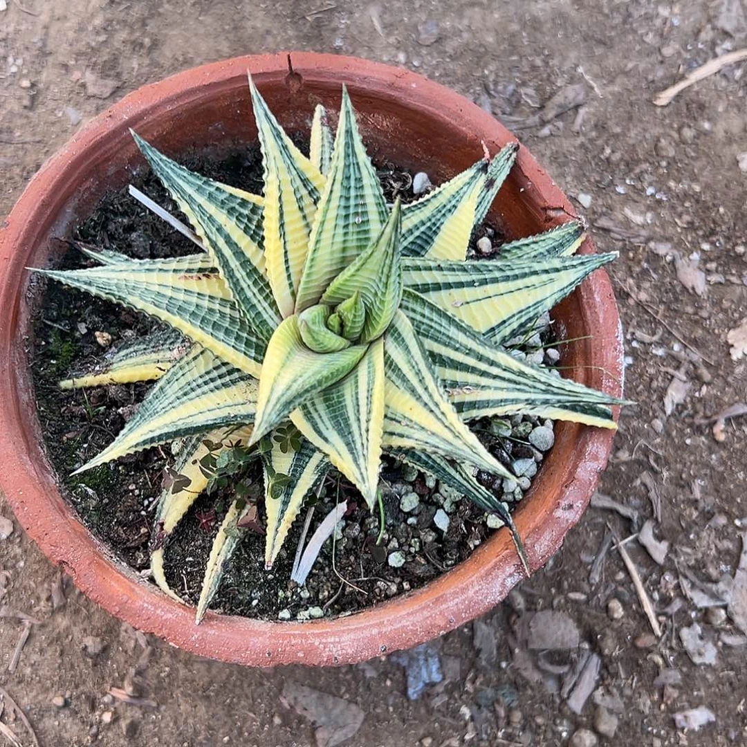 凡***下多肉植物琉璃殿锦