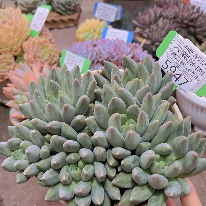 5947水晶球有砍。