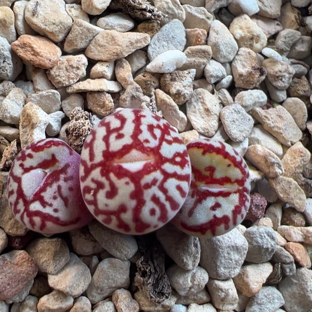 112号714粗纹红纹…………