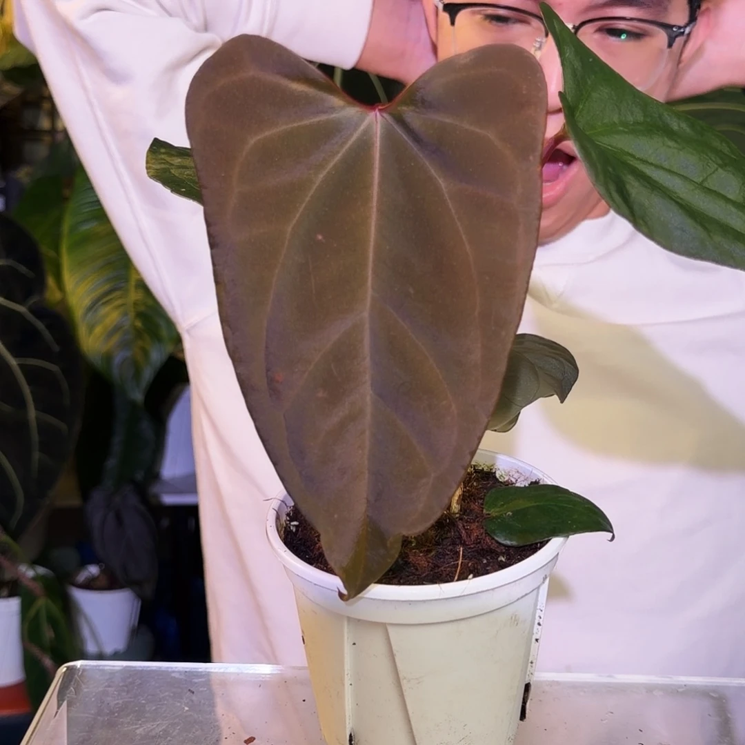 完全开放W35 西尼亚杂