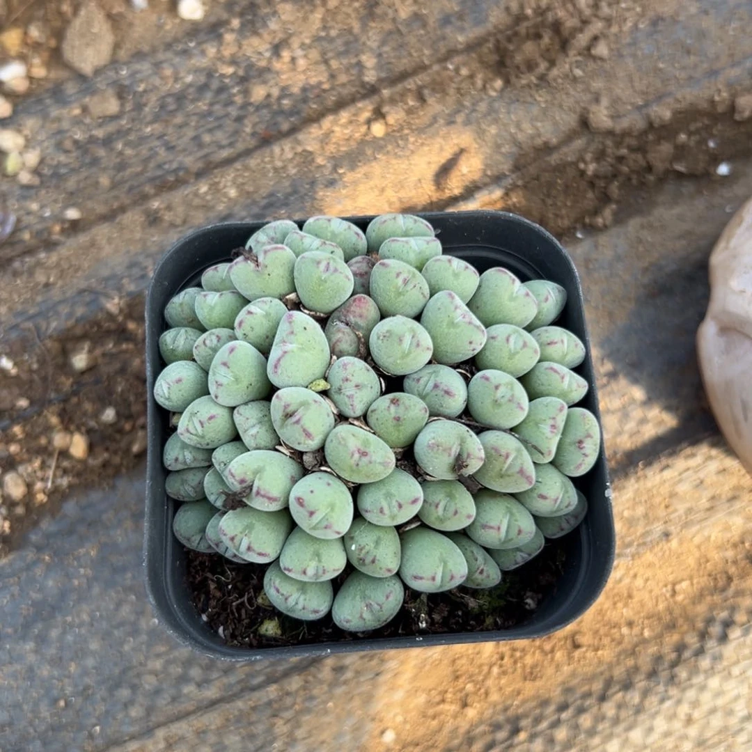 多肉植物多肉植物